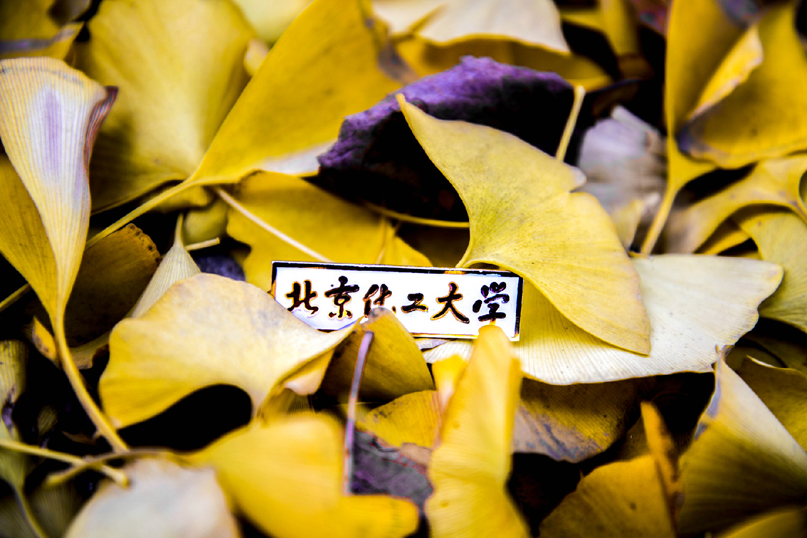 北京化工大学本科毕业后好就业吗